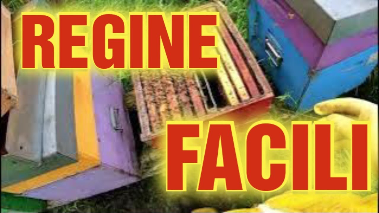 Apicoltura CD: Come produrre regine in modo facile