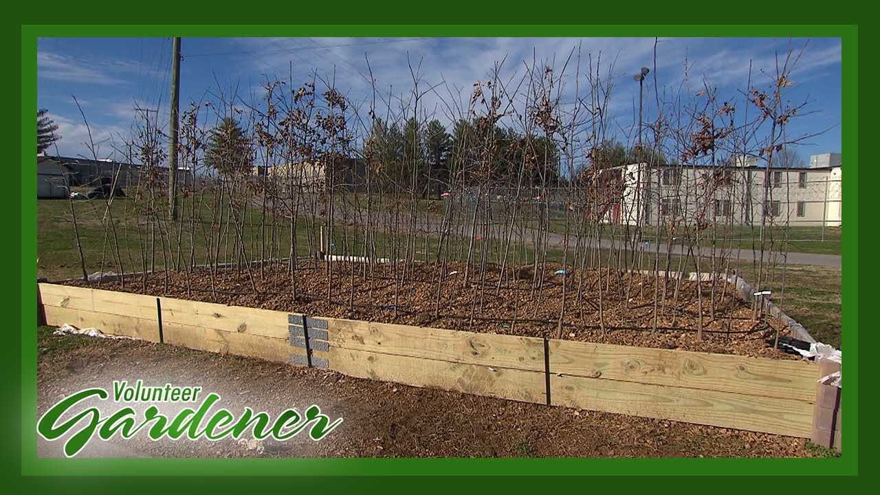 Bare Root Tree Stock Success | Volunteer Gardener