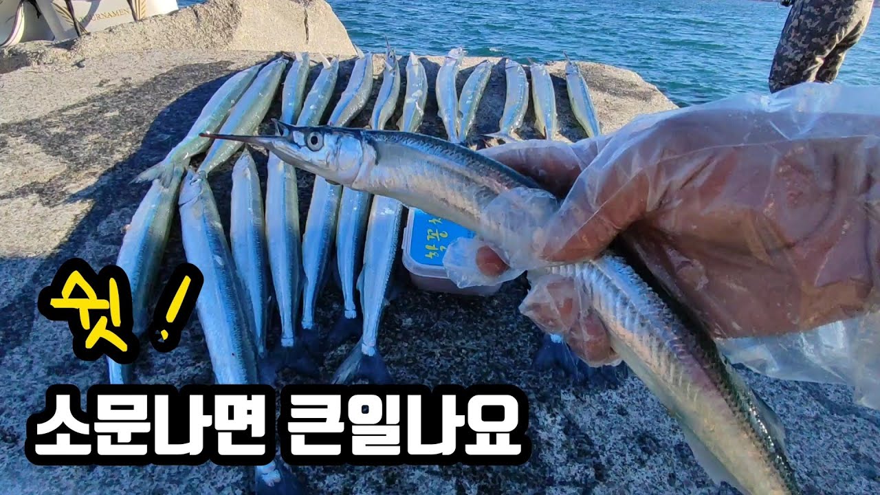 [ 출항 2 ] 사이즈 좋은 학꽁치. 소문나면 큰일나요.