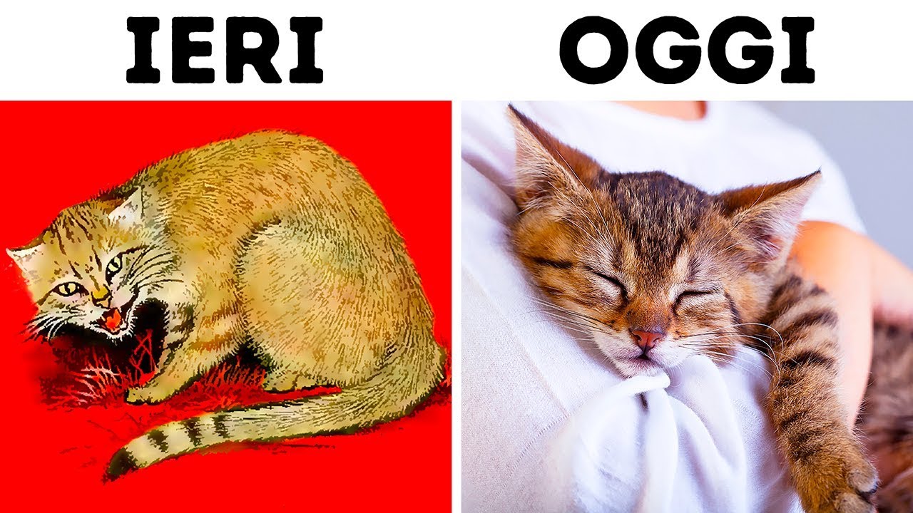 Ecco Come I Gatti Hanno Addomesticato Noi (Due Volte!)
