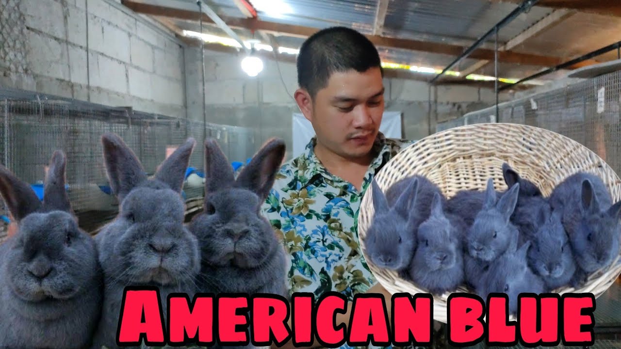Rabbit Farming: Mga dapat tandaan bago bumili ng Rabbit