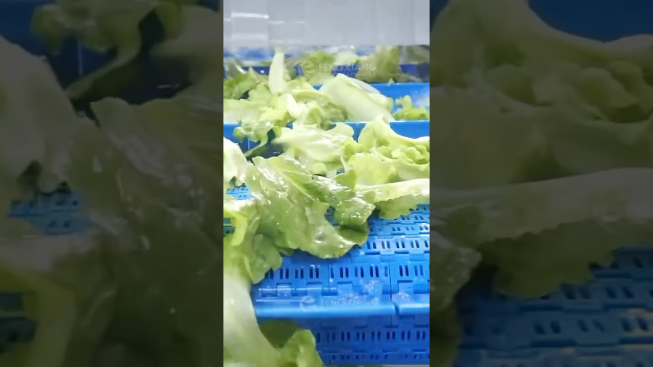 WA-1000 Vegetable Lettuce Washing Cleaning Machine #vegetablewash