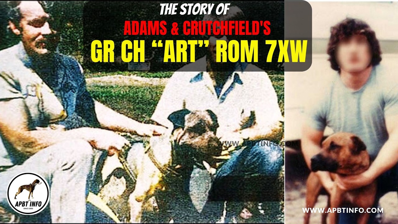 История GR CH ART ROM 7xw 🏆 История легендарной игровой собаки APBT