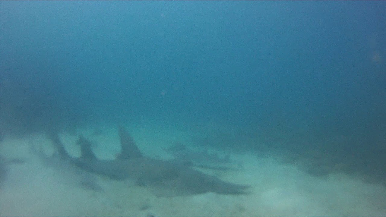 Plong&eacute;e Nosy Be Madagascar - Raies Guitares - Tropical Diving