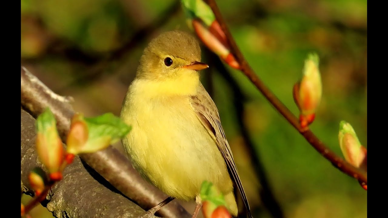 Zpěv ptáků Česka 6, Singing of Czech birds 6