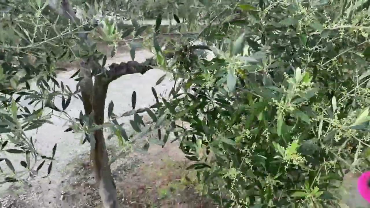 Come trattare l'Ulivo prima della fioritura e subito dopo la fioritura utilizzando la Chabasite