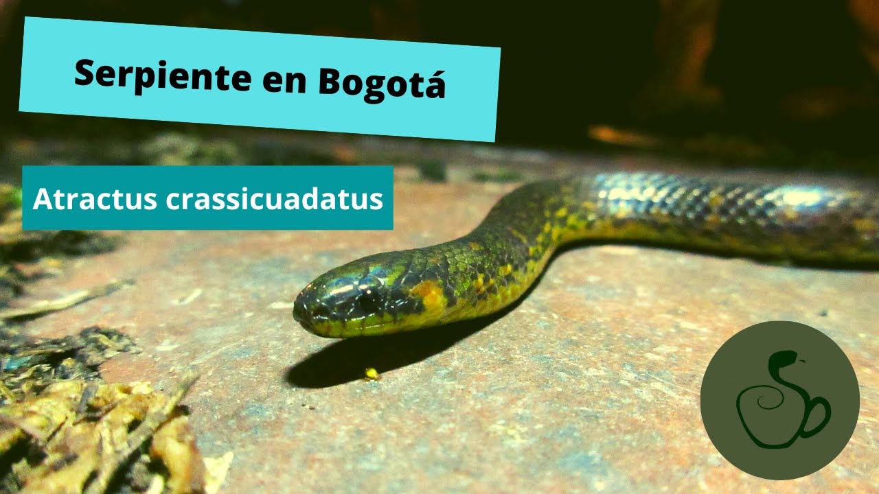 Serpiente en Bogot&aacute;, Colombia - Atractus crassicaudatus
