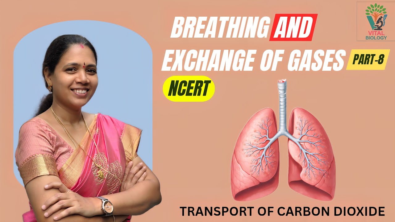 BREATHING AND EXCHANGE OF GASES:[ P-8] Transport of CO2-NCERT| Class 11 Biology | NEET Preparation