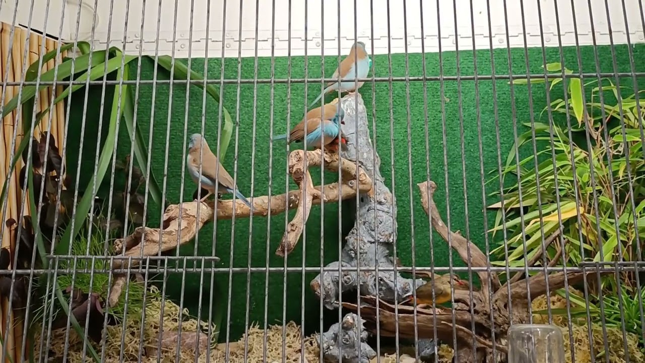 Voliere vogels met o.a het baardmannetje in hele mooie kooien met beplanting