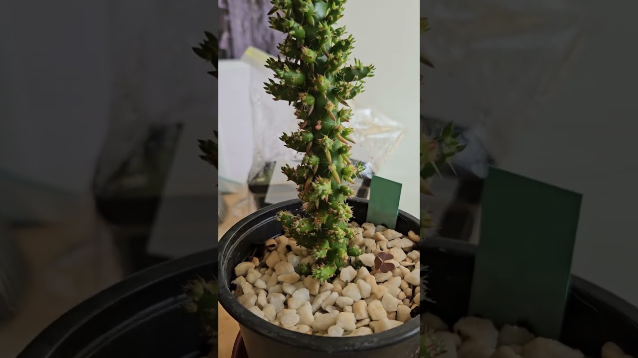 Astrocylindropuntia Subulata - a pretty plant, but is it a standard version or monstruose?