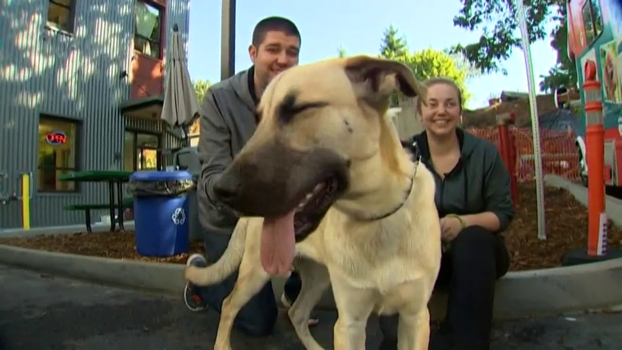 First rescue animal from Harvey adopted in Seattle