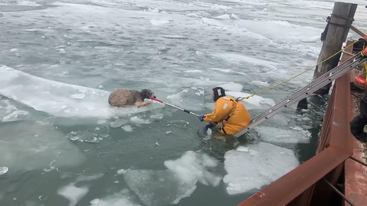 Dog stranded on melting Detroit river rescued by emergency crews