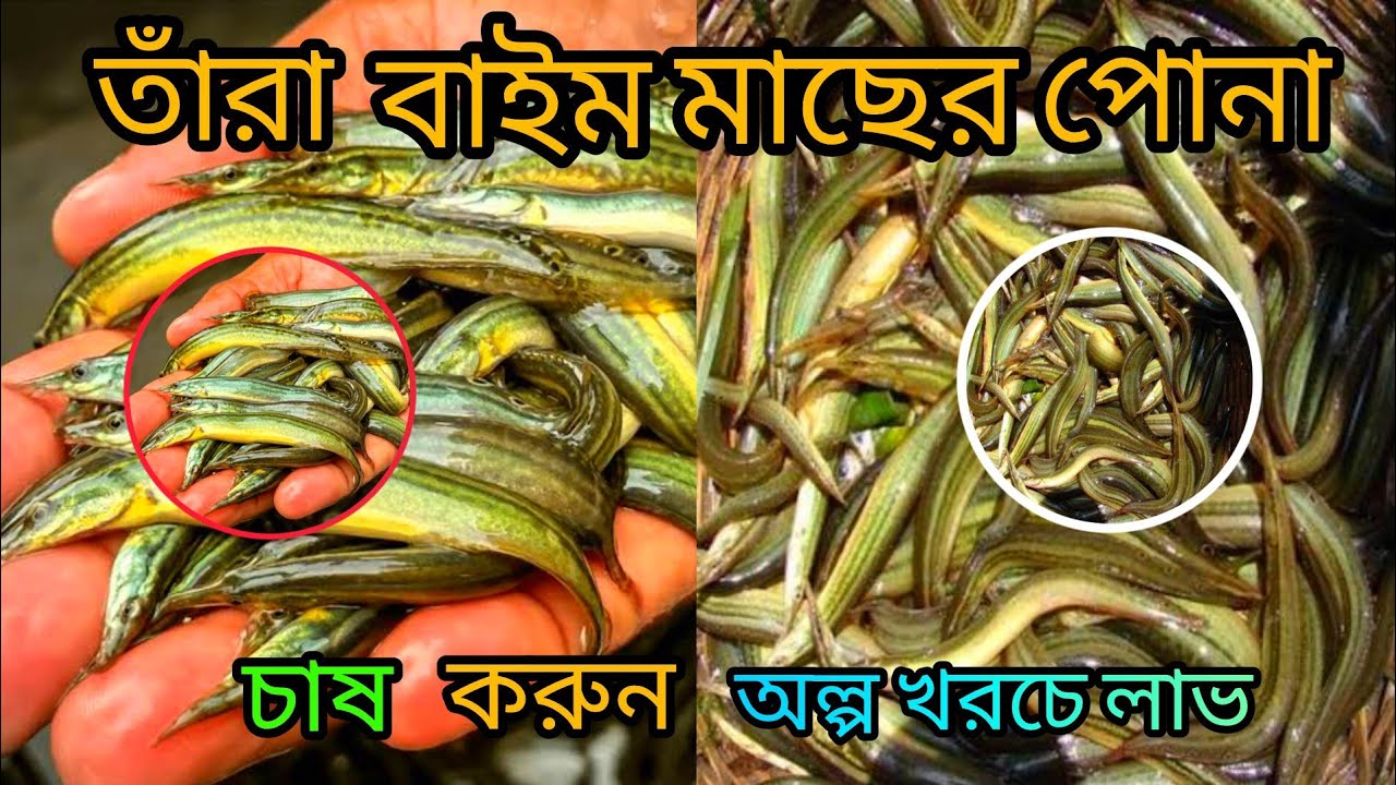 ★ তারা বাইম মাছের পোনা চাষ পদ্ধতি ও কম দামে মাছের পোনা কিনুন ✆ 01301271636 