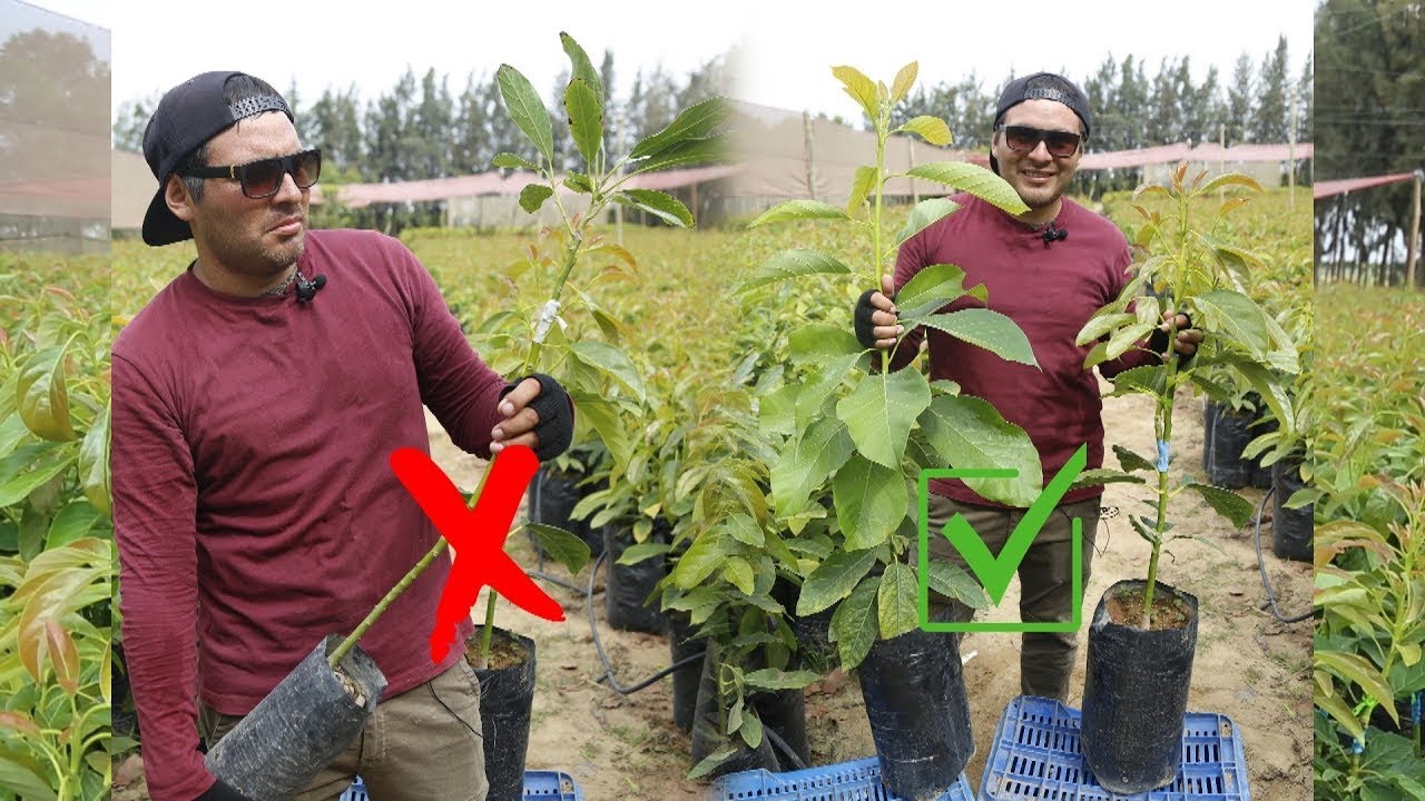 ¿COMO ELEGIR UNA BUENA PLANTA DE PALTO EN VIVERO ?