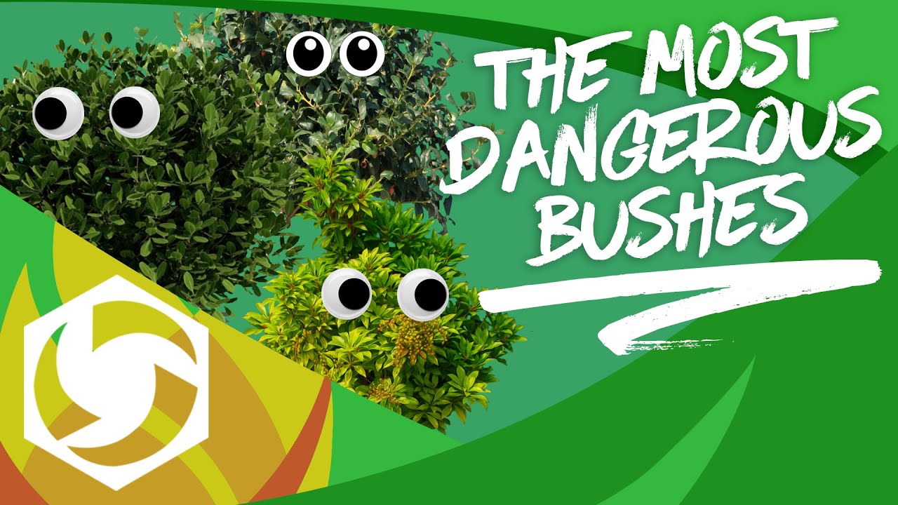 The Most Dangerous Bushes in HotS - Kyle Fergusson's Heroes of the Storm 2020 Guide