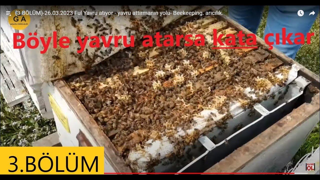 (3.BÖLÜM)-26.03.2023 Ful Yavru atıyor - yavru attırmanın yolu- Beekeeping. arıcılık.