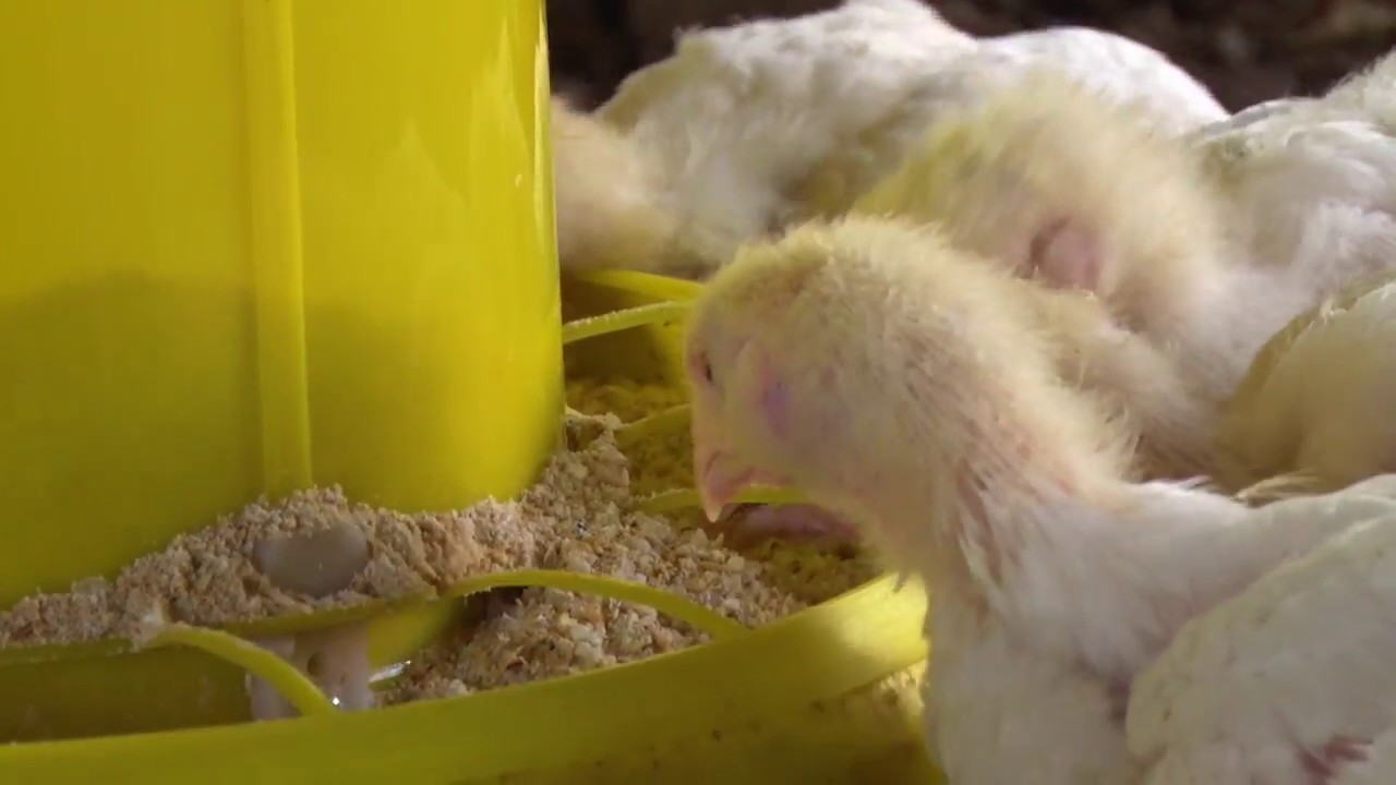 Distrito de Rapale lidera produção de frangos e ovos na província de Nampula