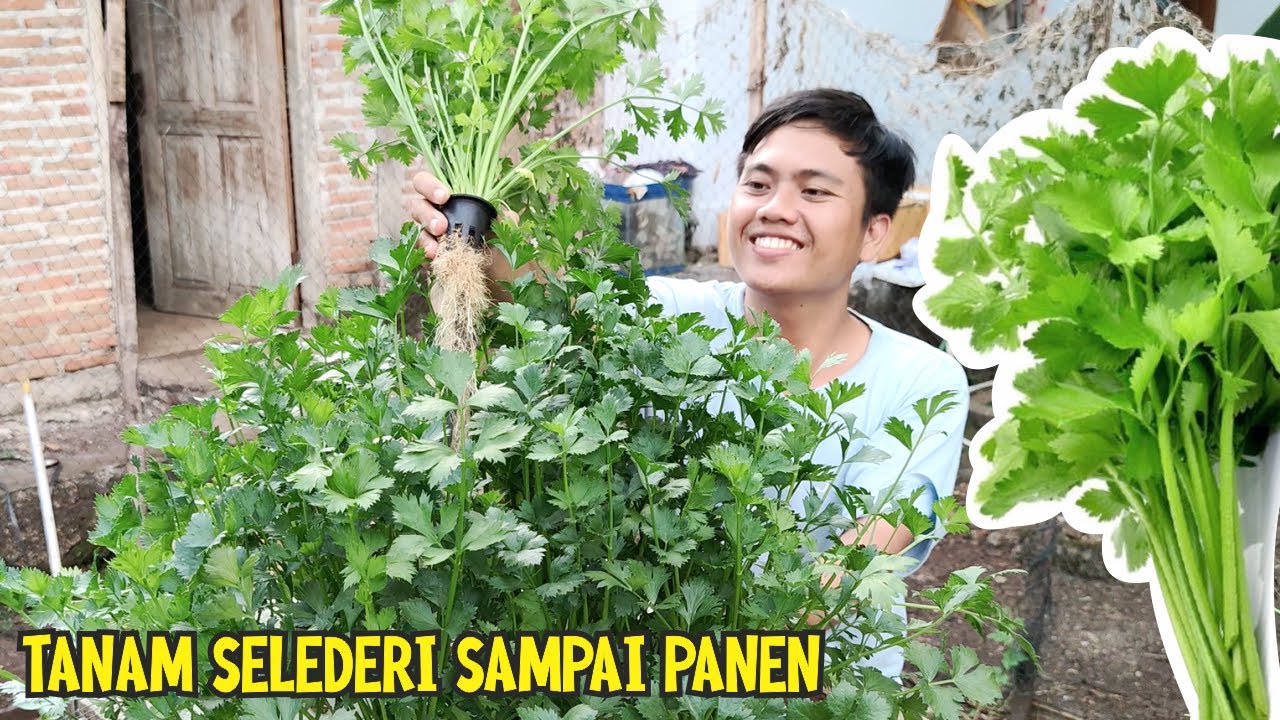 SEDERHANA TAPI MANTAP! Tutorial Menanam Seledri Dari Biji Secara Hidroponik