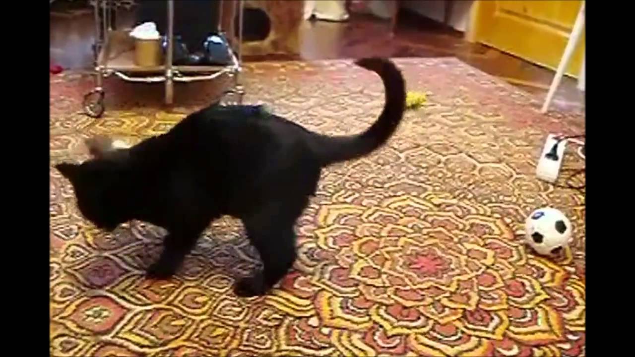 Frettchen treibt Katze in den Wahnsinn