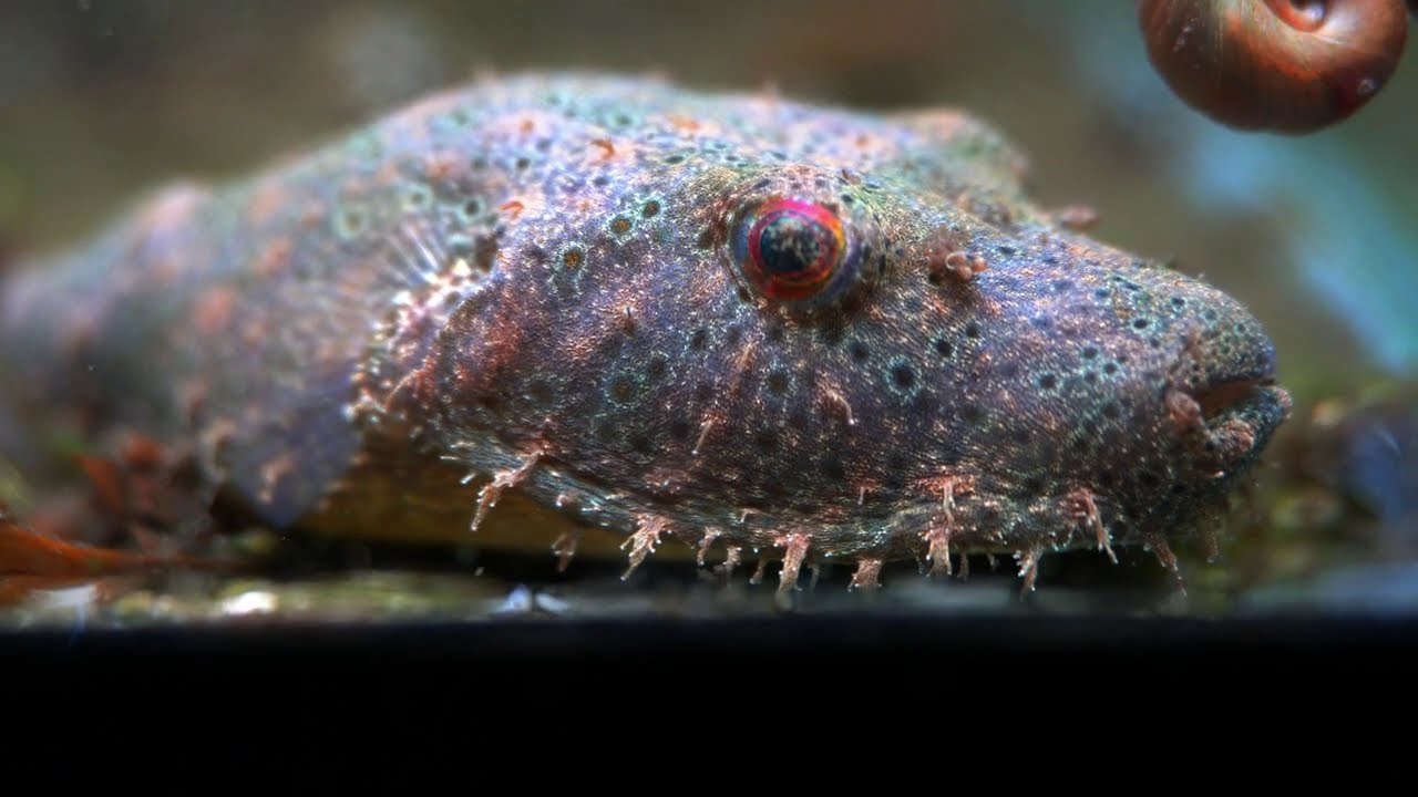 A Vicious Hunter - Hairy Puffer Fish