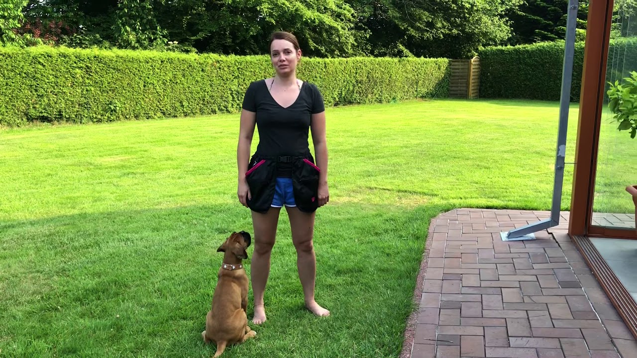 Hundeerziehung Boxer Welpe Puppy Dog lernt heranrufen und bei Fuß