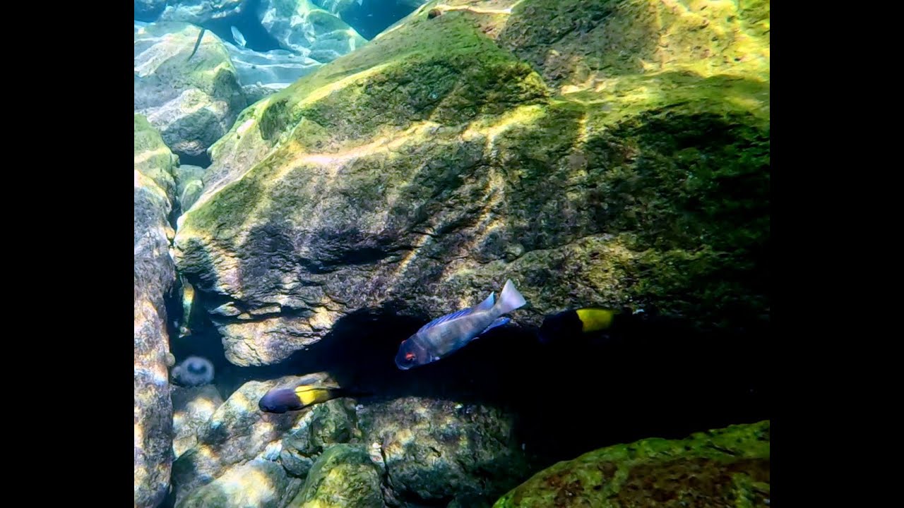 Swimming With Cichlids - Across The Rocks near Kekese