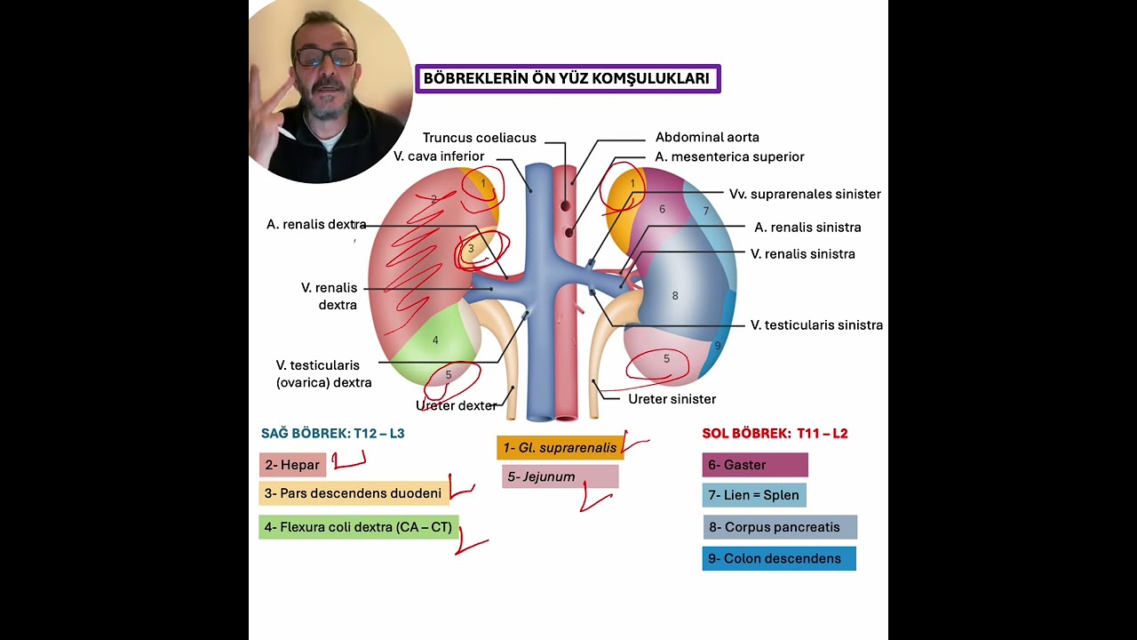 Prof. Dr. M. Selman Demirci - Anatomi