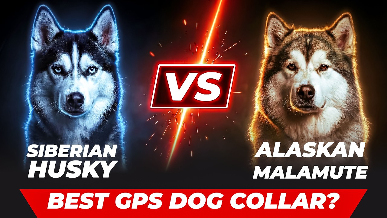 Siberian Husky vs Alaskan Malamute: Best GPS Dog Fence in 2026