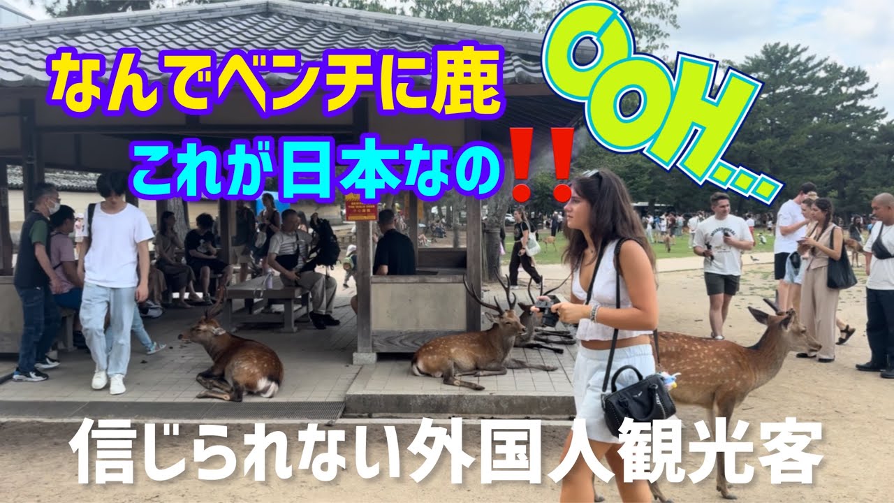 なんでベンチに鹿🫎これが日本なの‼️信じられない外国人観光客NARA  PARK