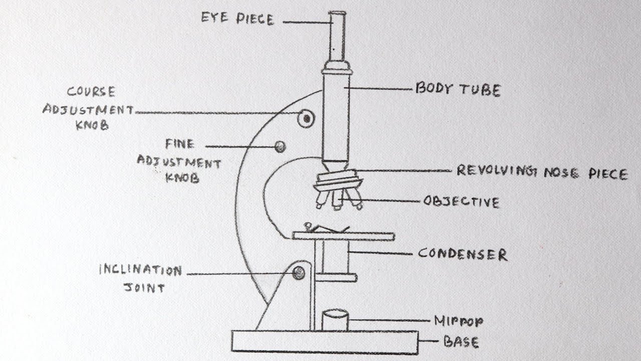 How to draw Compound of Microscope easily - step by step | How to draw Microscope diagram