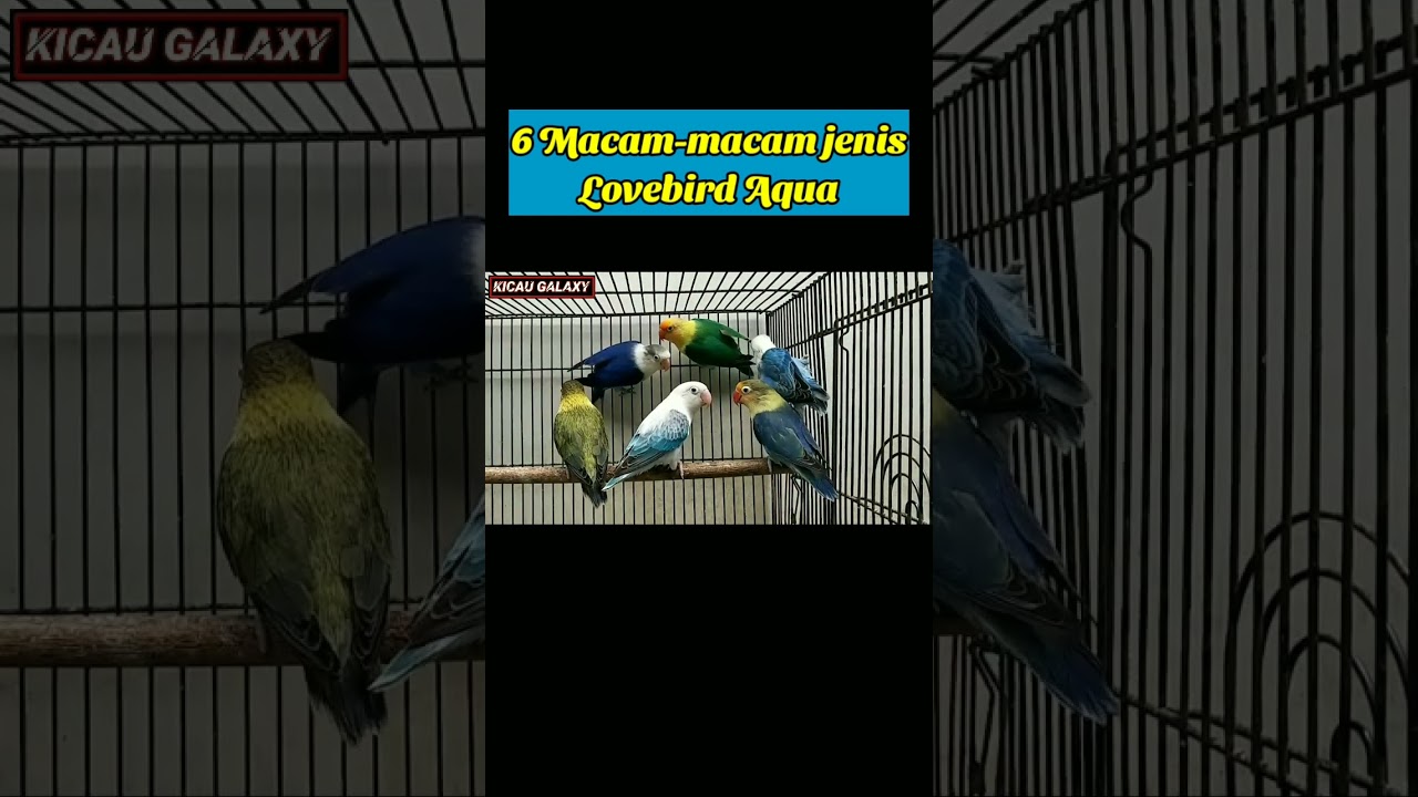 macam-macam mutasi Lovebird Aqua #videoshorts #lovebirdaqua
