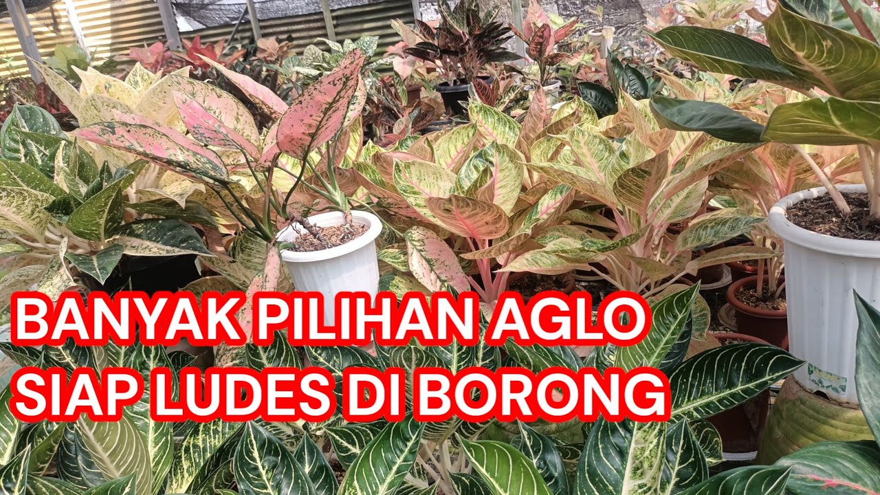 SIAP HABISKAN SATU KANDANG AGLONEMA LOKALAN JOGJA