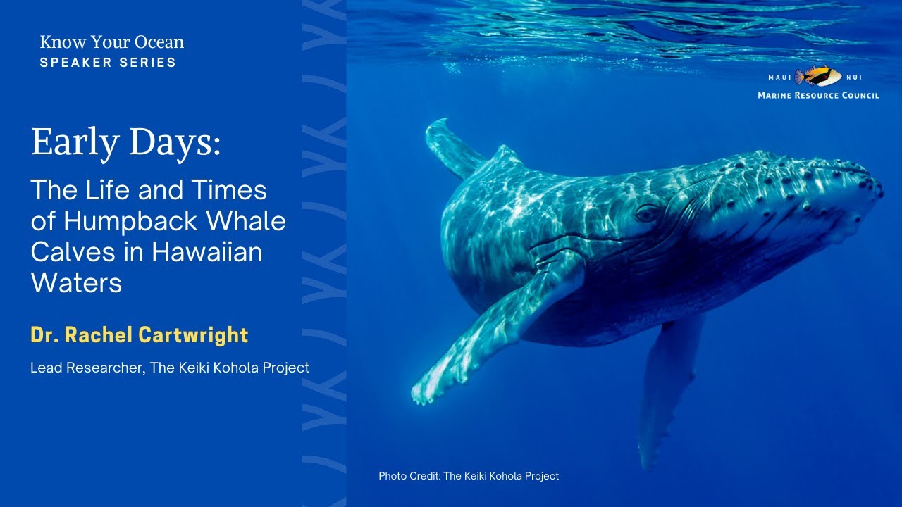 Early Days: The Life and Times of Humpback Whale Calves in Hawaiian Waters