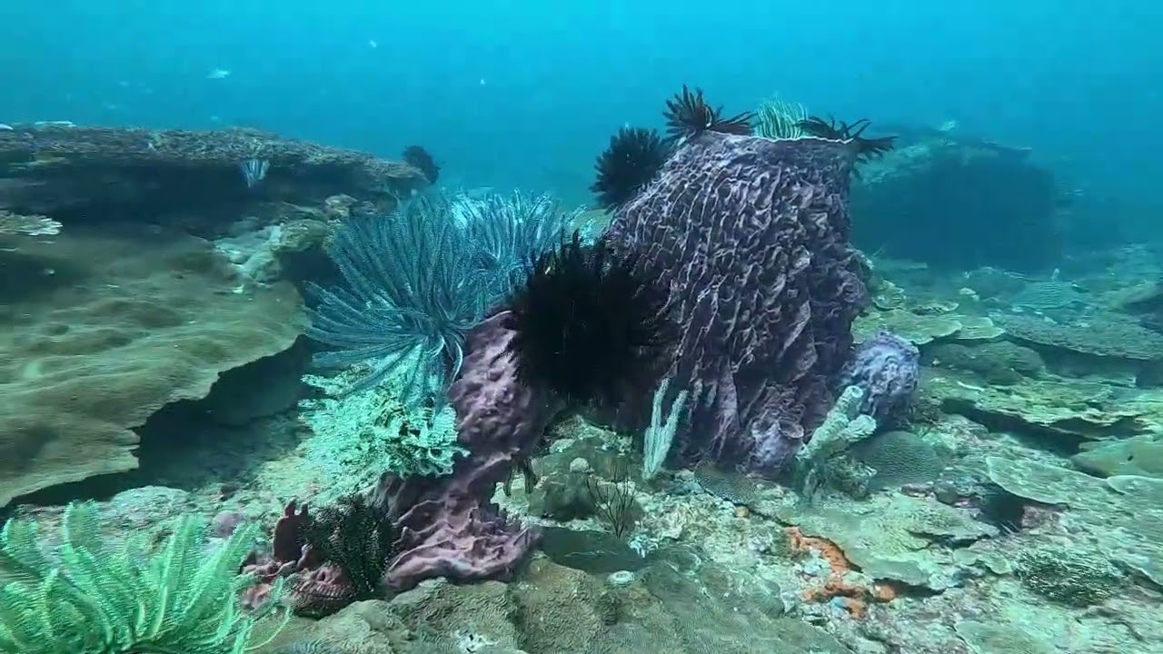 Scuba diving Tunku Abdul Rahman National Park, Kota Kinabalu