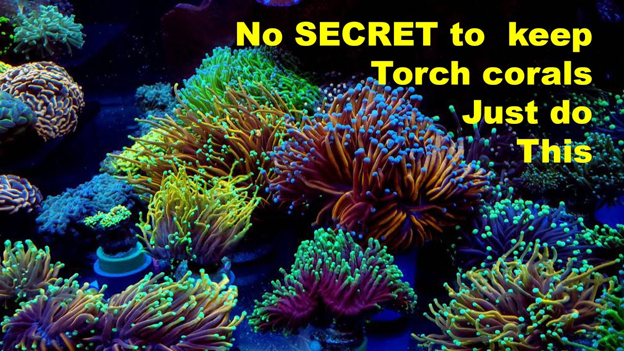 Torch Coral Care Tips. How to take care of euphyllia coral