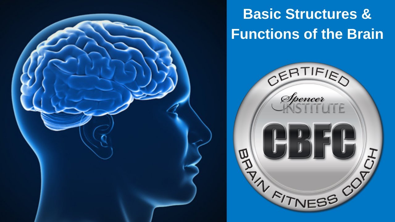 Basic Structures and Functions of the Brain