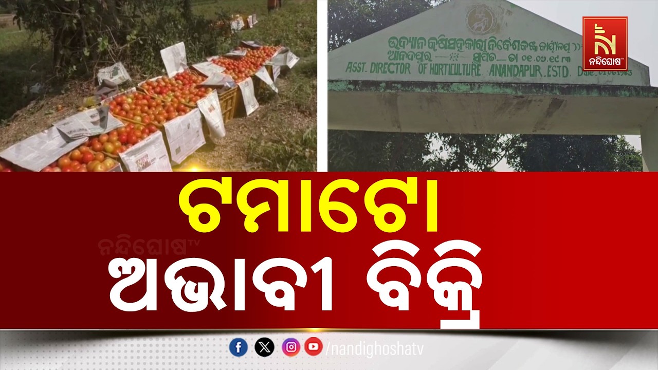 କେନ୍ଦୁଝରରେ ଟମାଟୋ ଚାଷୀଙ୍କୁ ମିଳୁନି ଉଚିତ ପ୍ରାପ୍ୟ, ଅଭାବୀ ବିକ୍ରିର ଶିକାର ଚାଷୀ | NandighoshaTV