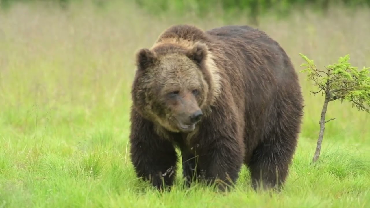 Wild Bear Vy&ouml;ti from Kuusamo Finland
