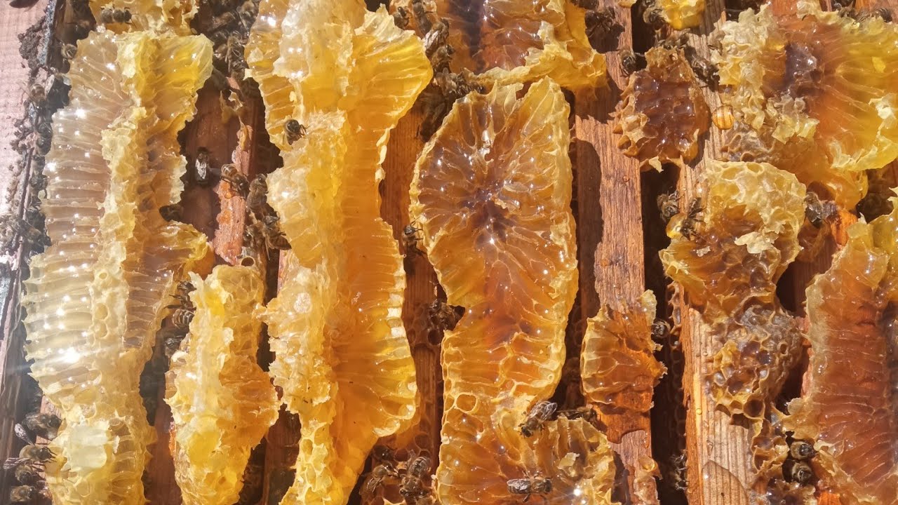 Дикий мед 🍯