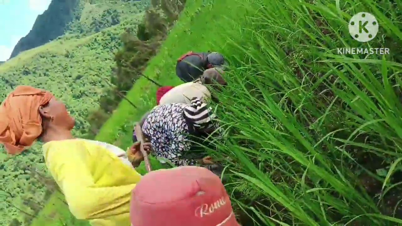 Zeme paupai aigum ze lungwang delei 