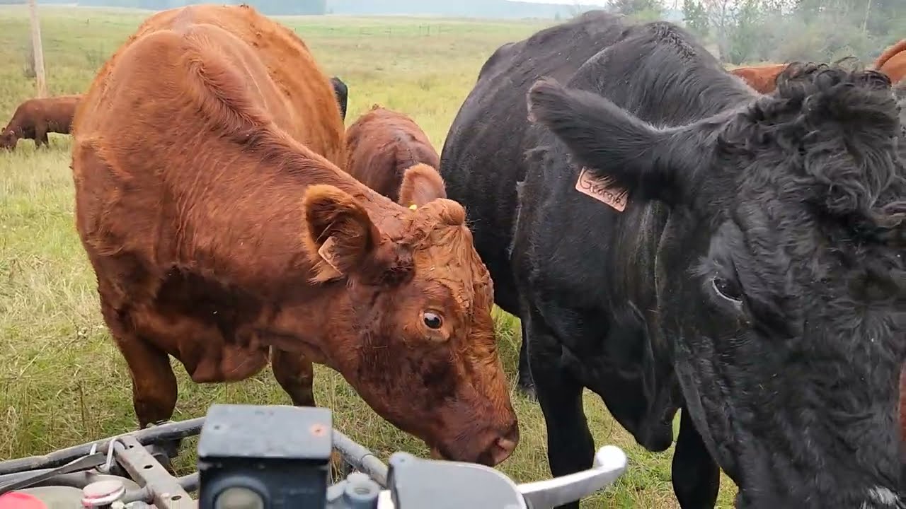 UP CLOSE COW Cute Ness Attack