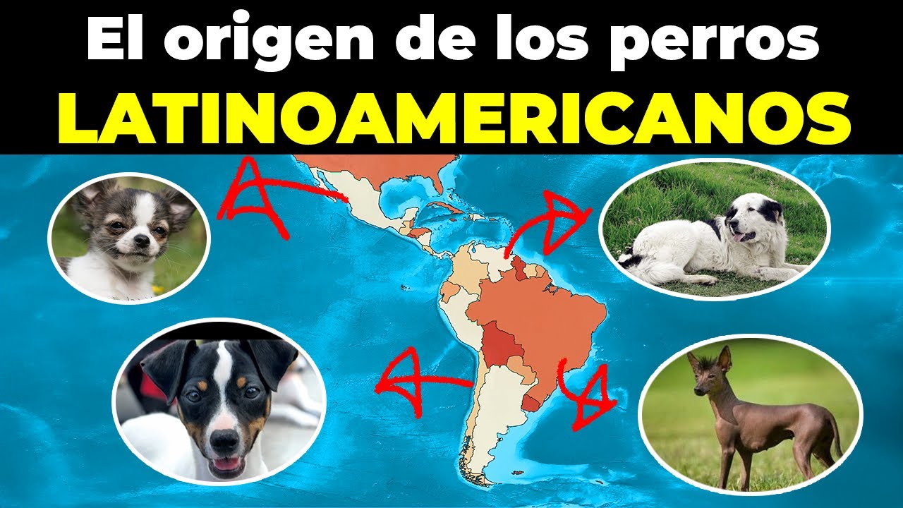 El origen de TODOS los perros de LATINOAMERICA
