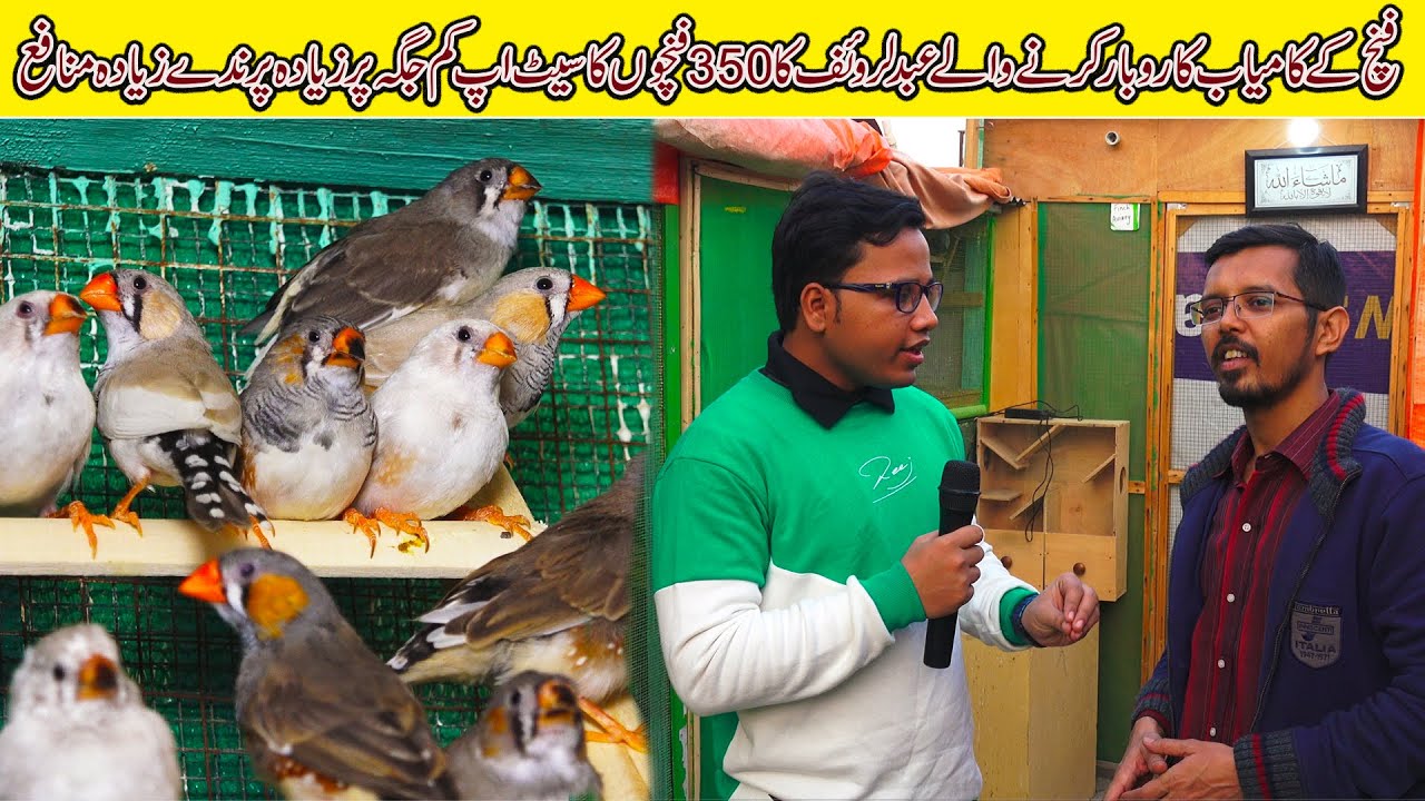Abdul Rauf Finch Setup Karachi 2022 | 350 Breeder Pair Of Finches | Quality Birds and Chicks |