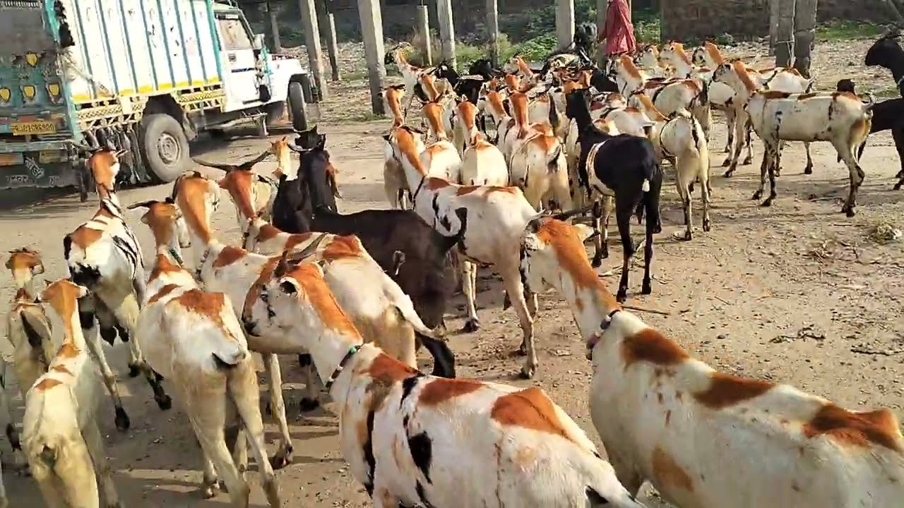 फिरोजपुर झिरका बकरा मंडी हरियाणा मेवात فیروز پور جرقہ بکرا منڈی