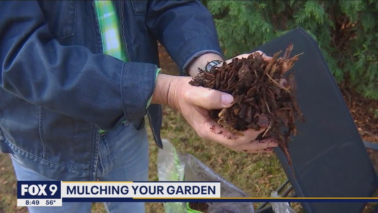 The best way to mulch your garden with Garden Guy Dale K | FOX 9 Morning News
