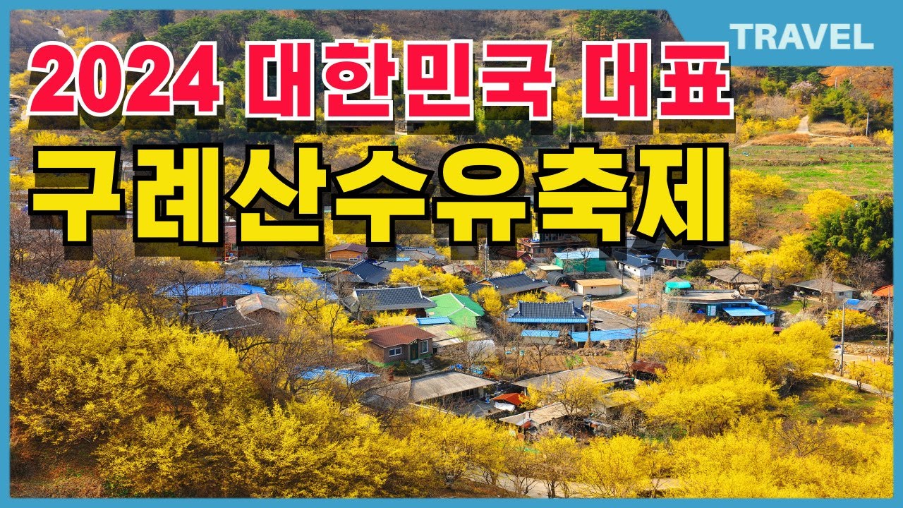 산수유가 만개하는 
