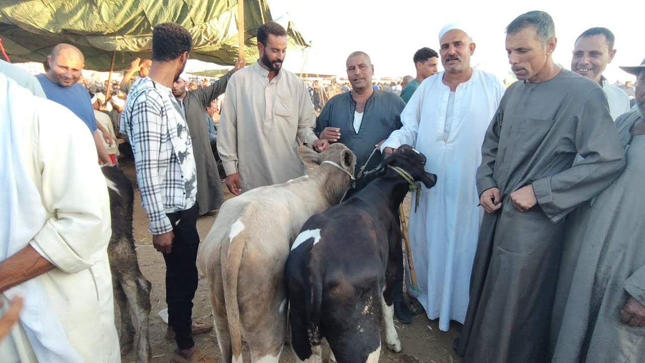 أسعار العجول البقرى القنيه (سوق كفر الشيخ)٢٠٢٥/٨/٦