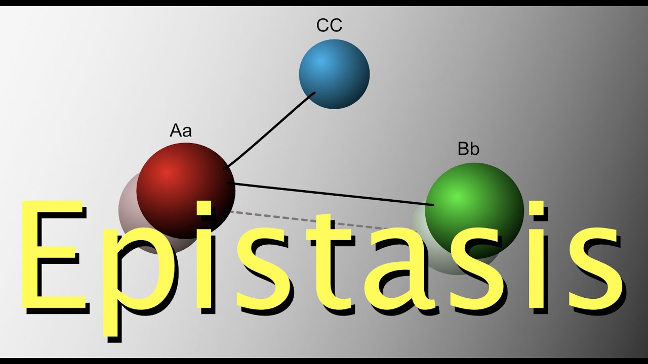 Genetic epistasis