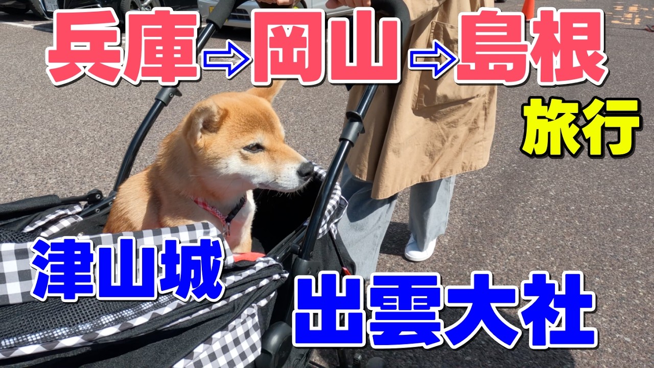 【柴犬小夏】愛犬と行く！兵庫⇨岡山⇨島根旅行　津山城・出雲大社など