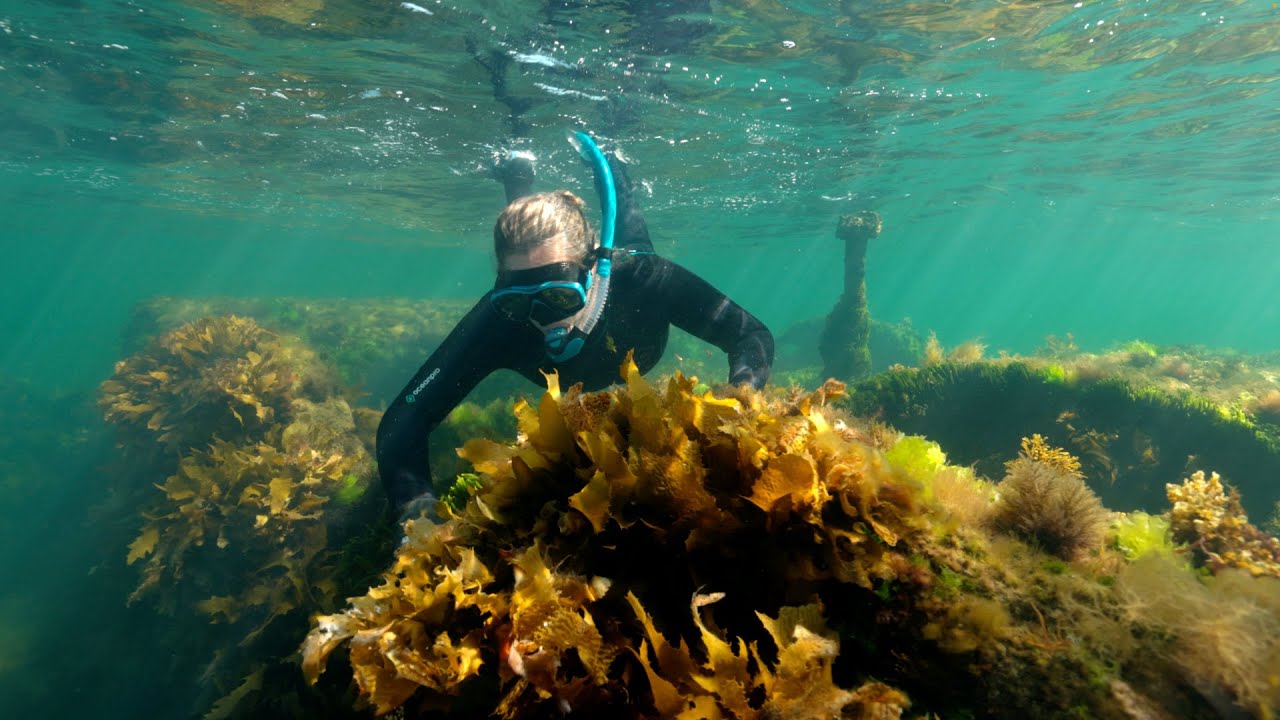 Restoring Port Phillip Bay: Kelp Cultivation, Seedbank Innovation, and Urchin Management